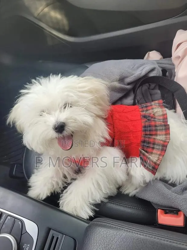 1-3 months Male Purebred Poodle · Photo 1