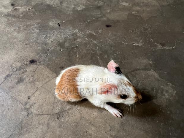 Guinea Pigs for Sale · Photo 5
