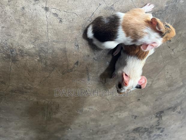 Guinea Pigs for Sale · Photo 3