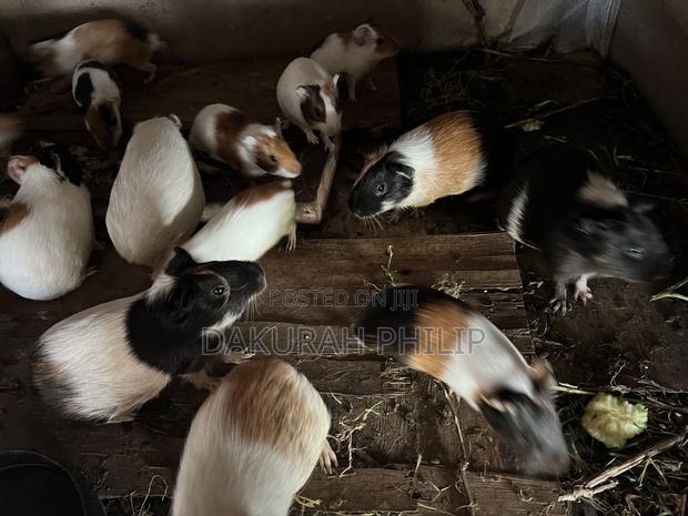 Guinea Pigs for Sale · Photo 2