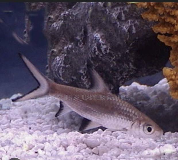 Silver Sharks for Aqarium · Photo 1