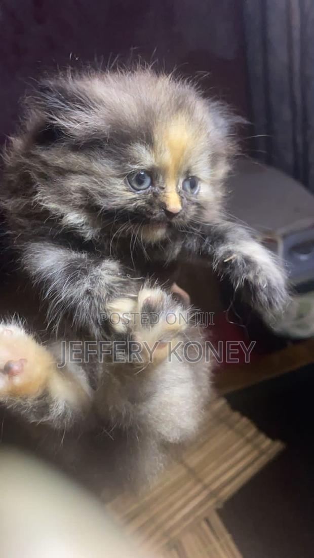 1-3 months Female Purebred Persian · Photo 1