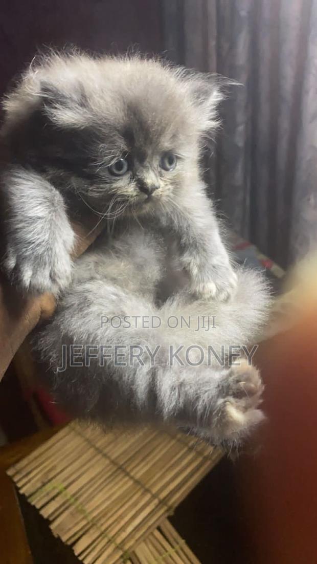1-3 months Female Purebred Persian · Photo 1