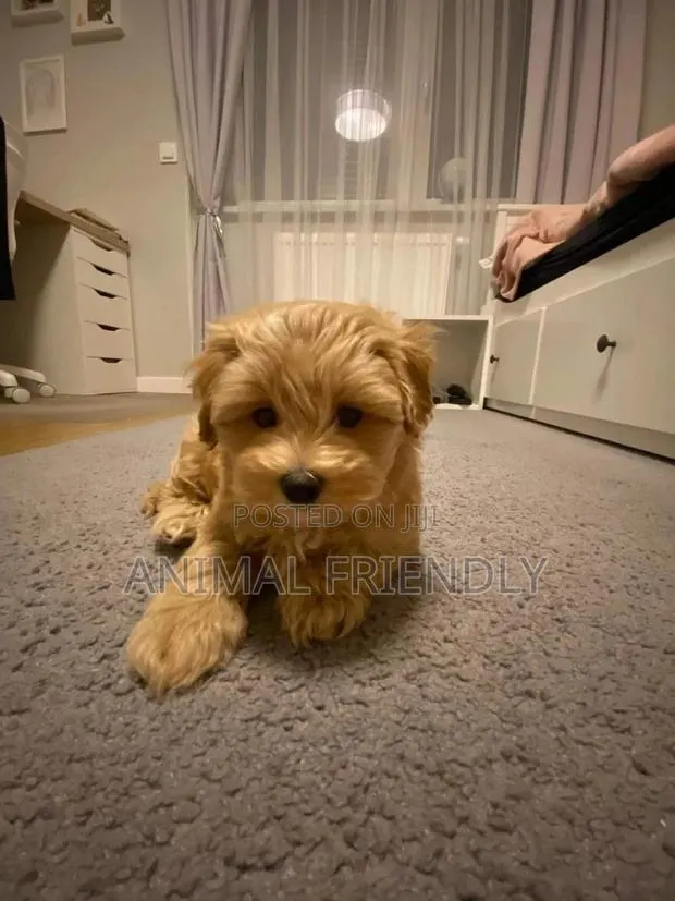 1-3 months Male Purebred Maltese · Photo 1