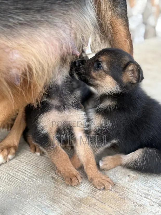 1-3 months Female Purebred German Shepherd · Photo 1