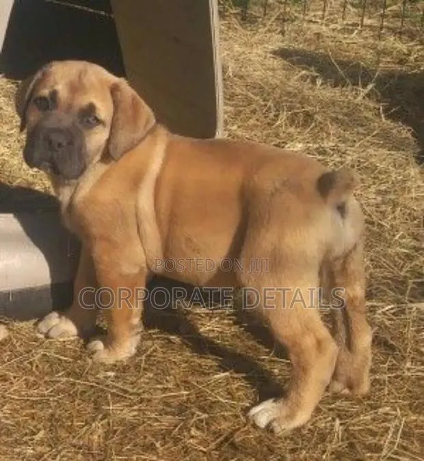 1-3 months Male Purebred Boerboel · Photo 1