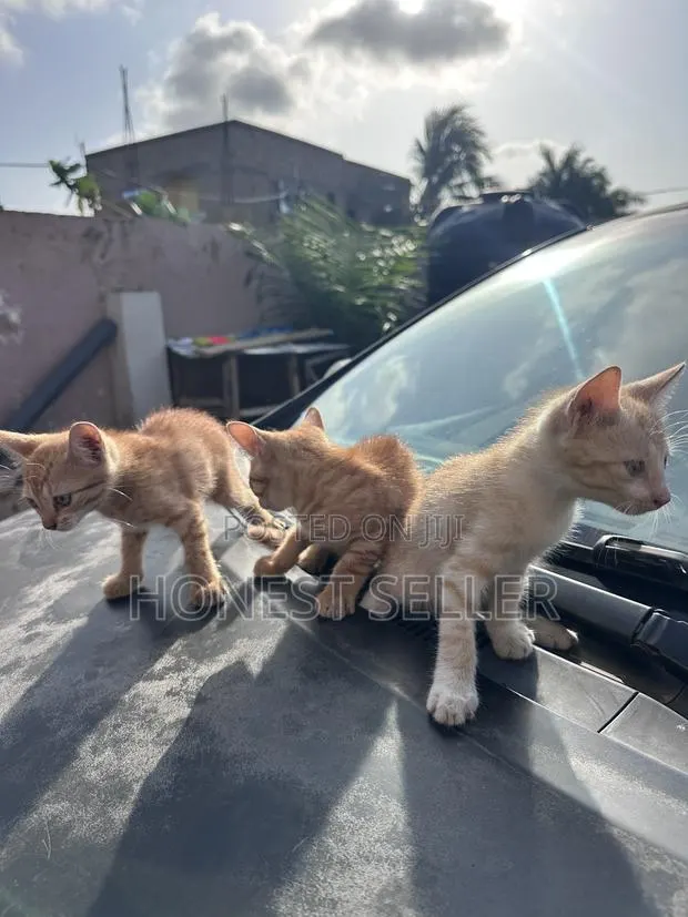 1-3 months Male Mixed Breed Cat · Photo 1