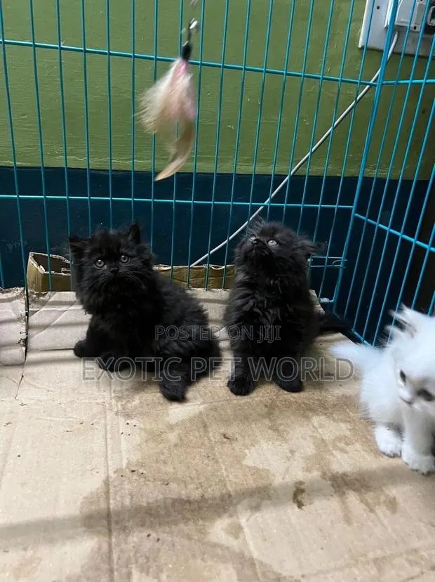 0-1 month Male Purebred Persian · Photo 2