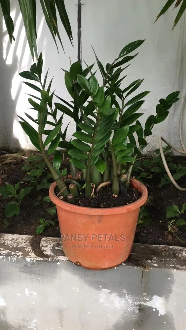 ZZ Plant Fir Sale · Photo 1
