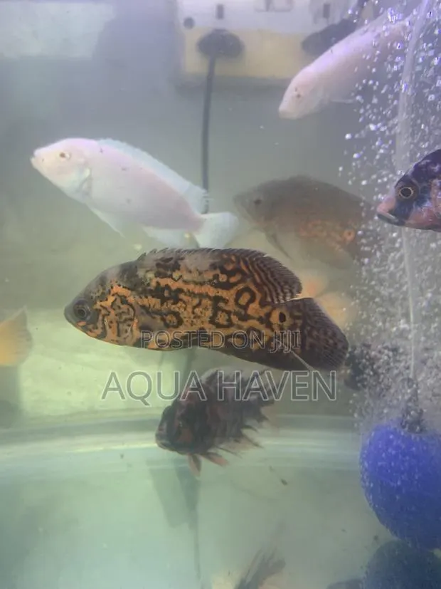 Black Tiger Oscar · Photo 1