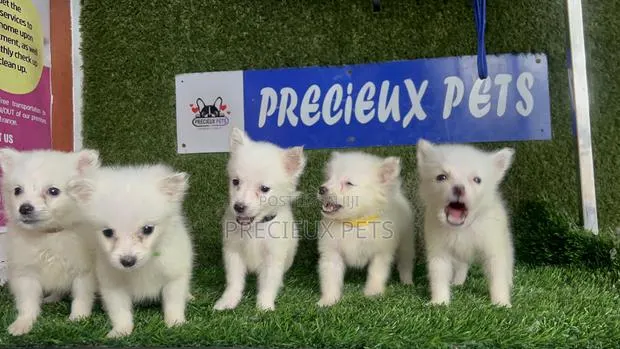 1-3 months Male Purebred American Eskimo · Photo 1