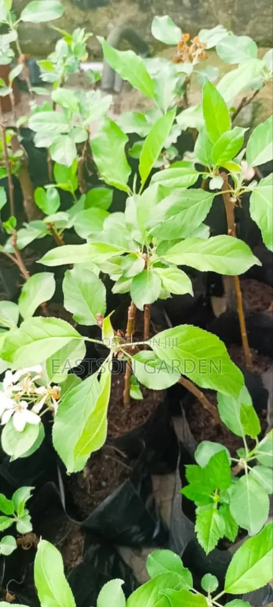 Exotic Apple Seedlings · Photo 2