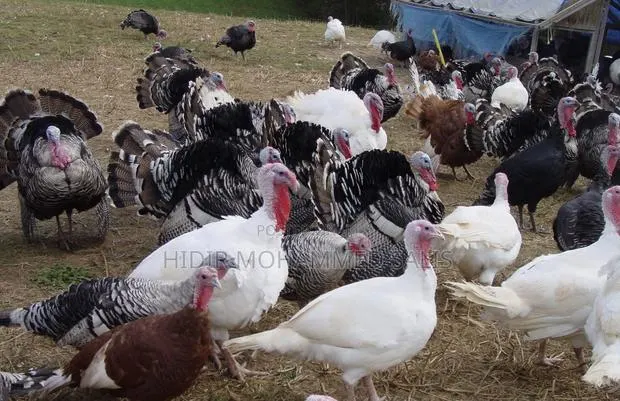 Hybrid Turkeys · Photo 1