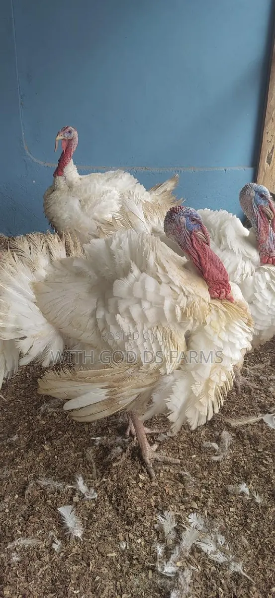 Foreign Broad Breasted White Turkey Available · Photo 1