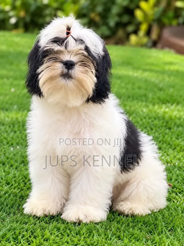 1-3 months Female Purebred Shih Tzu · Photo 1