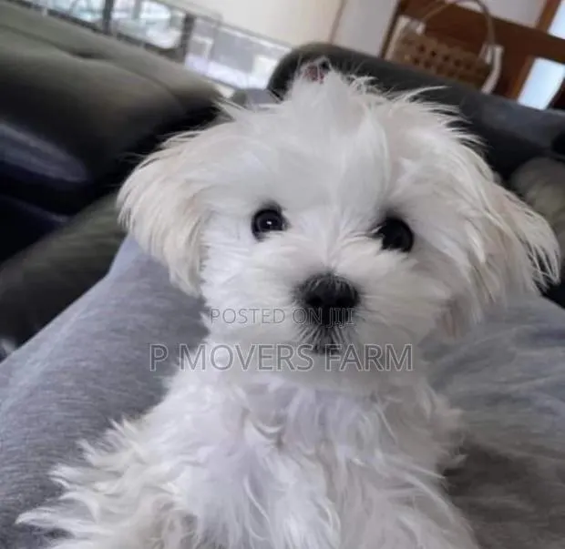 1-3 months Male Purebred Poodle · Photo 1