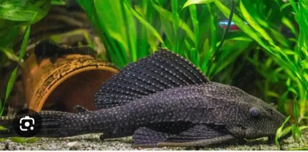 Algae Tank Cleaner · Photo 1