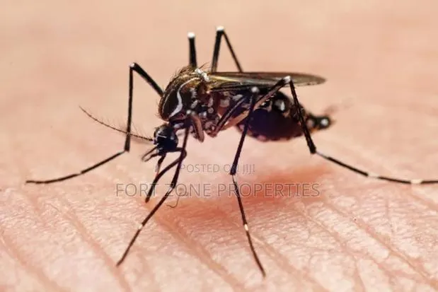 General Mosquitoes,Ants,Snakes Fumigation · Photo 1