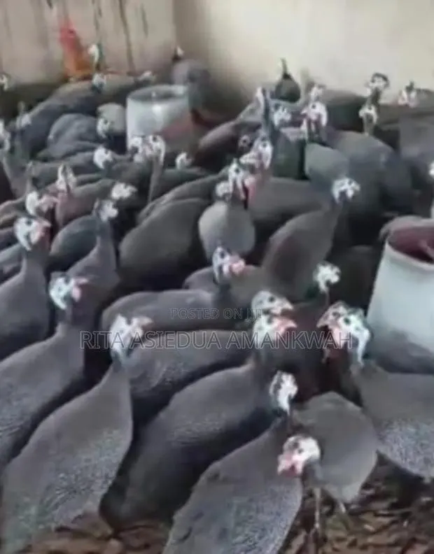 Foreign Guinea Fowl Eggs for Sale(Fertile Eggs) · Photo 1