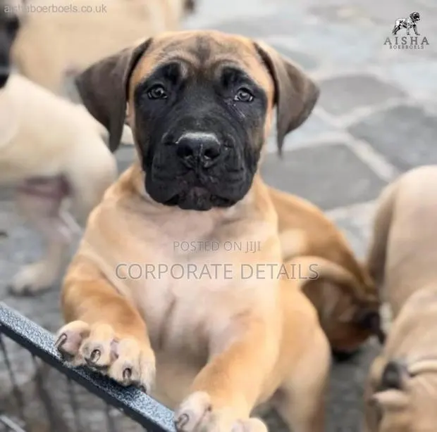 1-3 months Male Purebred Boerboel · Photo 1