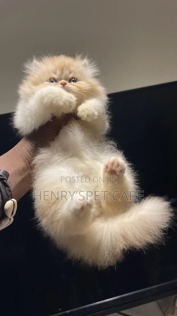 1-3 months Male Purebred Persian · Photo 2