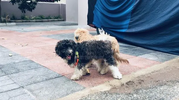 1+ year Female Purebred Poodle · Photo 1