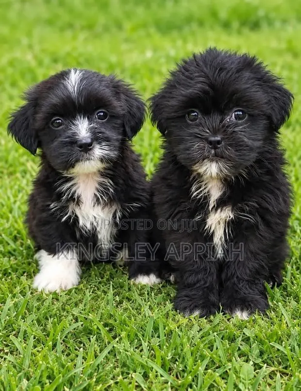 1-3 months Female Purebred Poodle · Photo 1
