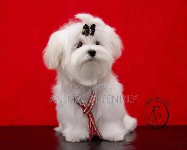 1-3 months Male Purebred Maltese · Photo 1