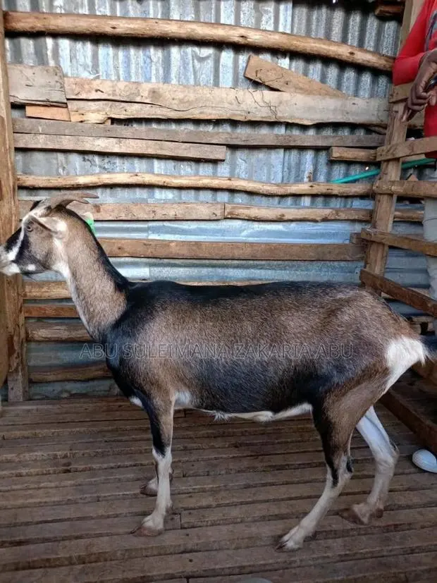 Goat Is Available Selling · Photo 1