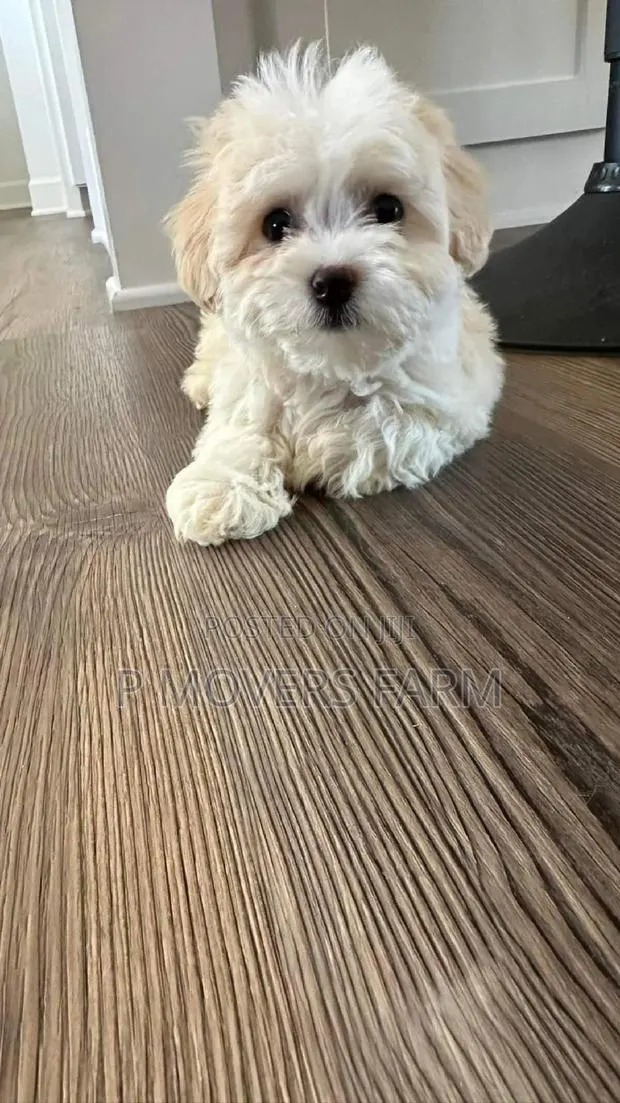1-3 months Male Purebred Maltese · Photo 1