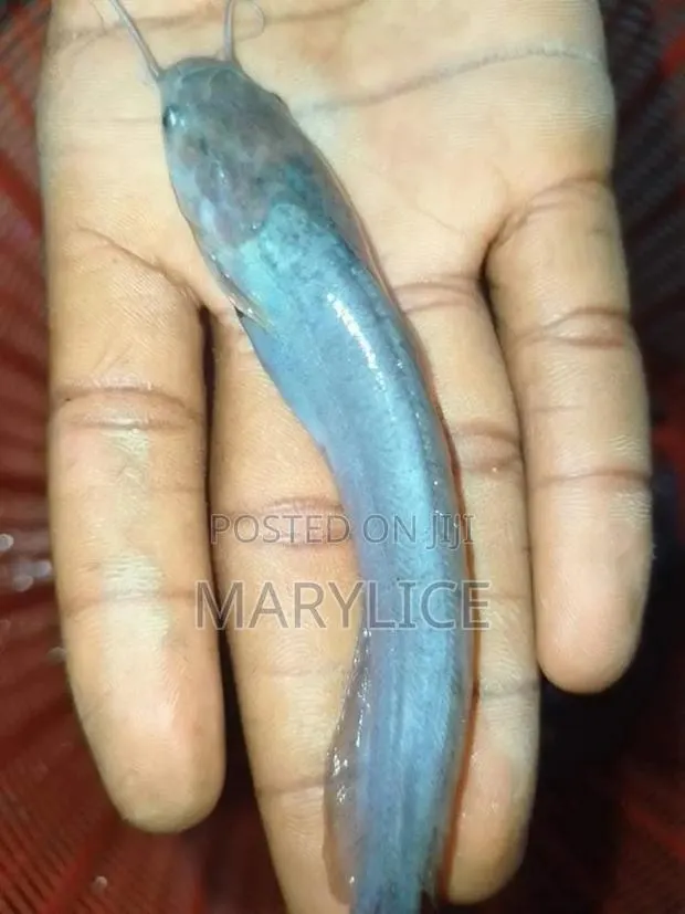 Fast-Growing Catfish Fingerlings Available · Photo 1