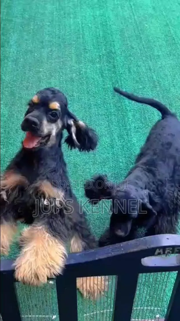 3-6 months Female Purebred Cocker Spaniel · Photo 1