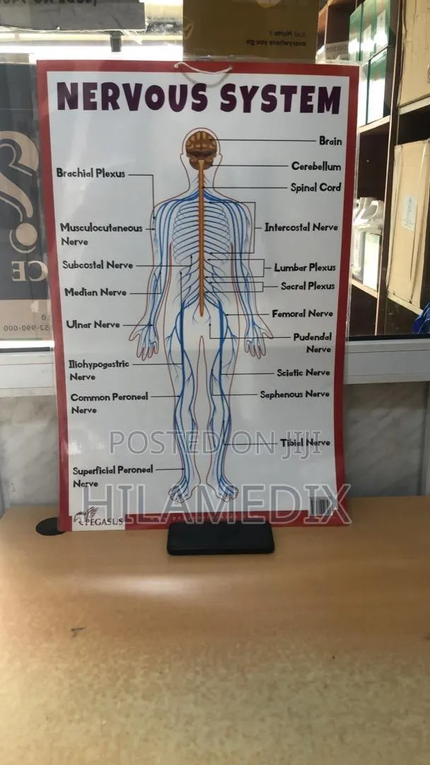 Anatomical Charts / Educational Posters (Diagrams) · Photo 1