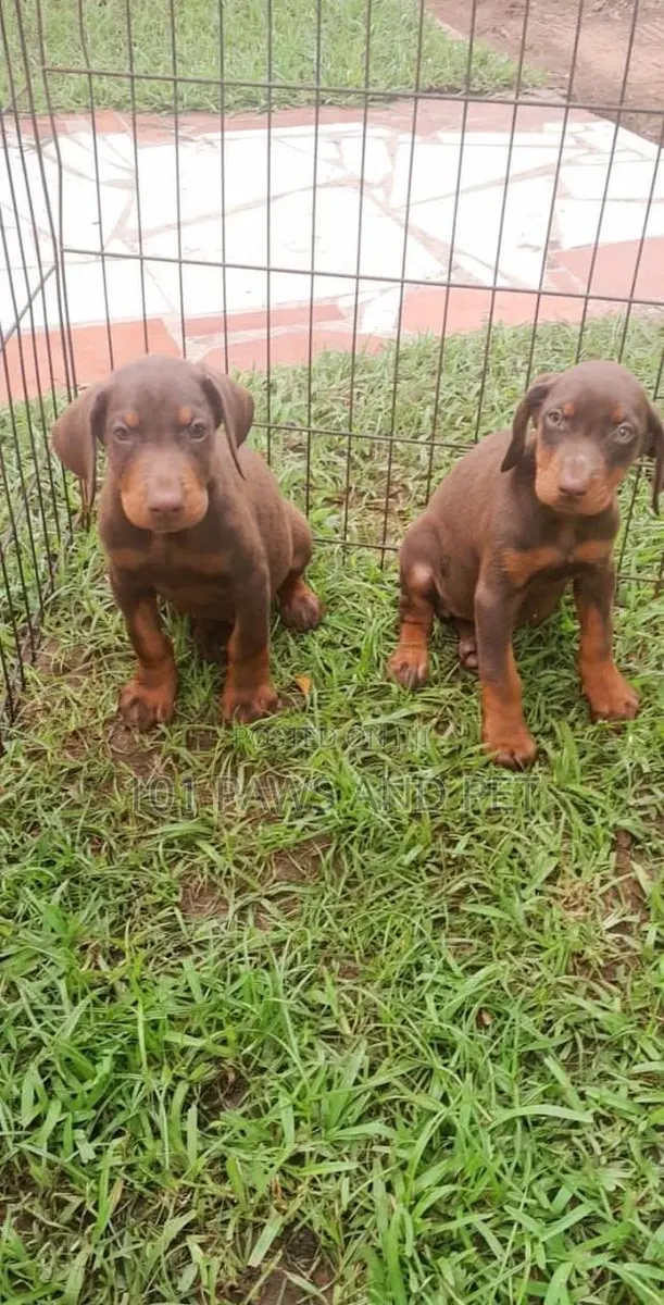 1-3 months Female Purebred Doberman Pinscher · Photo 1