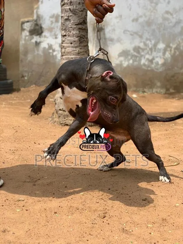 1+ Year Female Purebred American Pit Bull Terrier · Photo 1