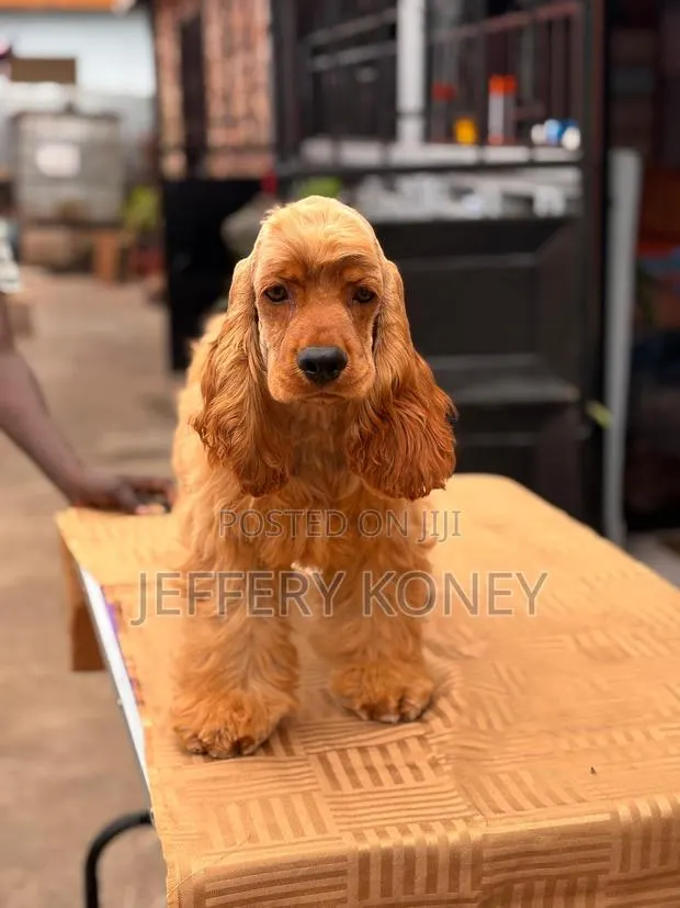 3-6 months Male Purebred Cocker Spaniel · Photo 1