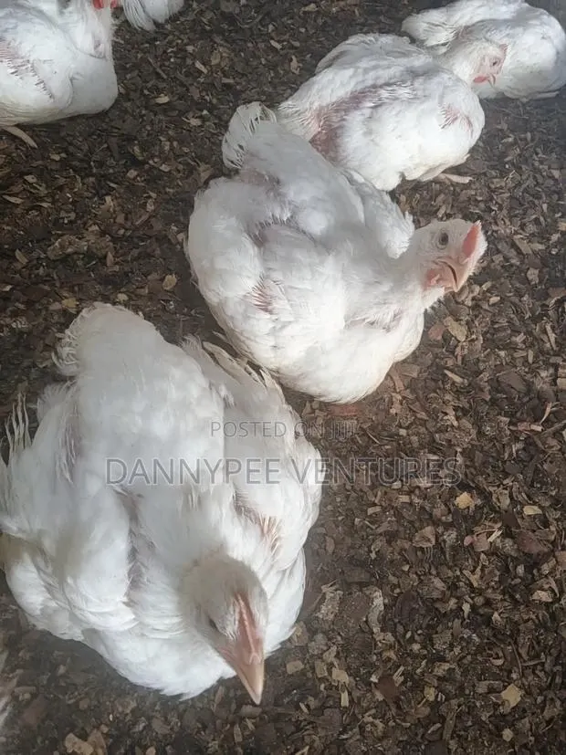 Poultry Broilers · Photo 1