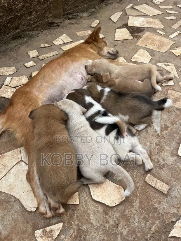 1-3 months Female Mixed Breed Mongrel (No Breed) · Photo 1