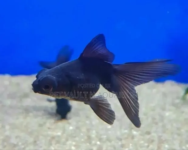 Black Moore for Aquarium · Photo 1