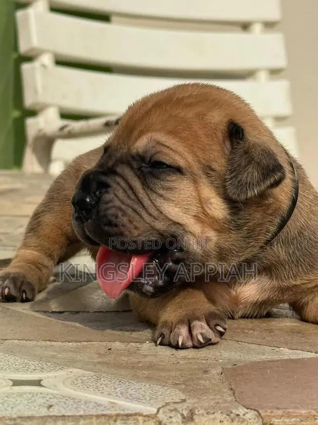 1-3 months Female Purebred Boerboel · Photo 1