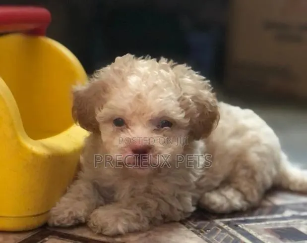 0-1 Month Male Mixed Breed Maltipoo · Photo 1