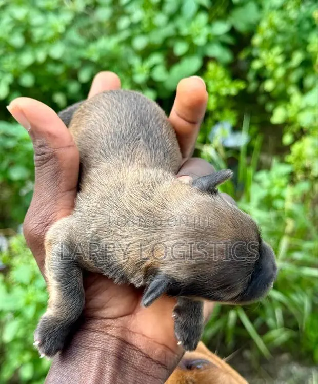 0-1 month Male Purebred Poodle · Photo 1
