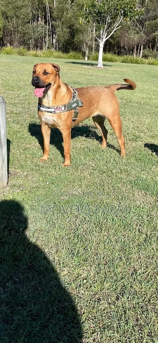 1-3 Months Male Purebred Boerboel · Photo 1