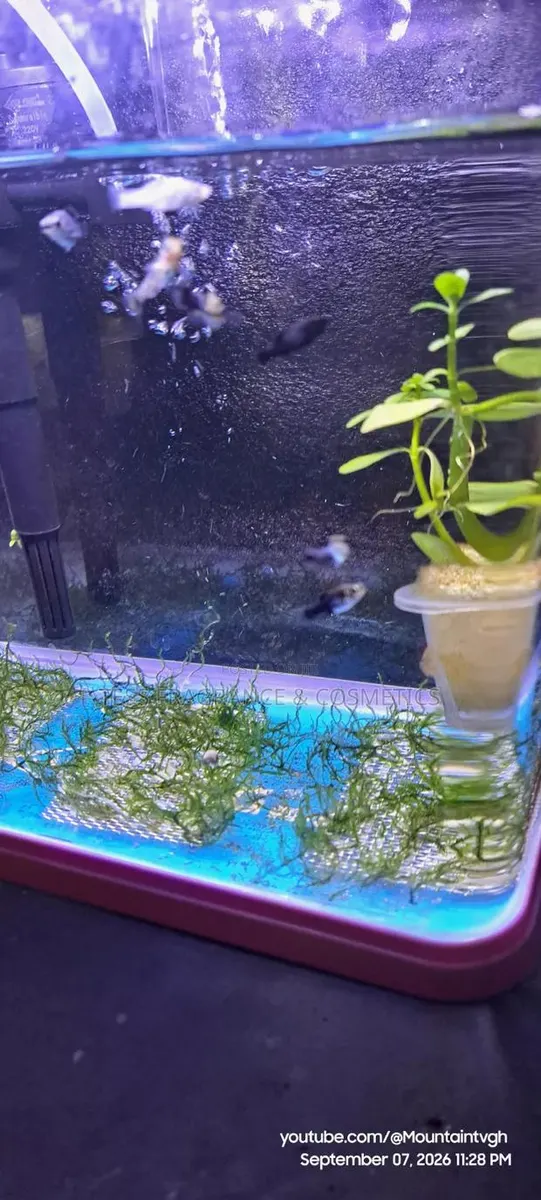Java Moss Plant · Photo 2