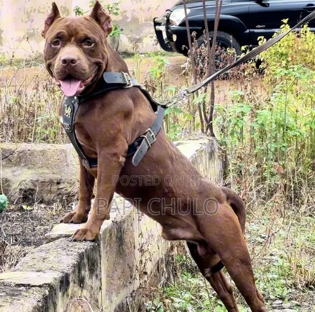 1+ year Male Purebred American Pit Bull Terrier · Photo 1