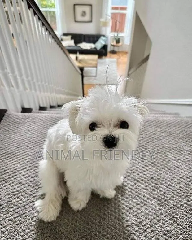 1-3 months Female Purebred Poodle · Photo 1