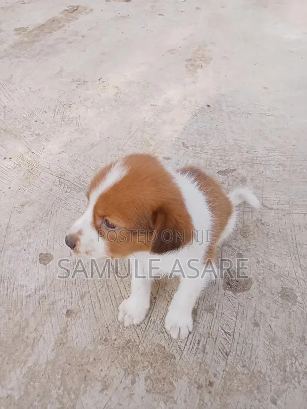 1-3 months Male Purebred Boerboel · Photo 1