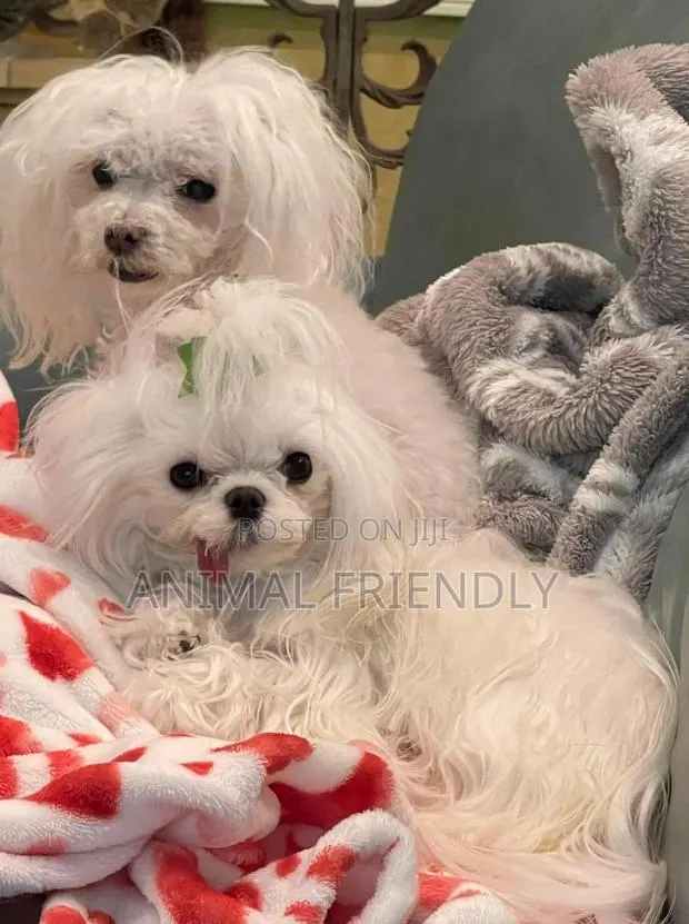 1-3 months Female Purebred Poodle · Photo 1