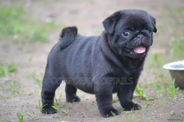1-3 months Female Purebred Pug · Photo 1