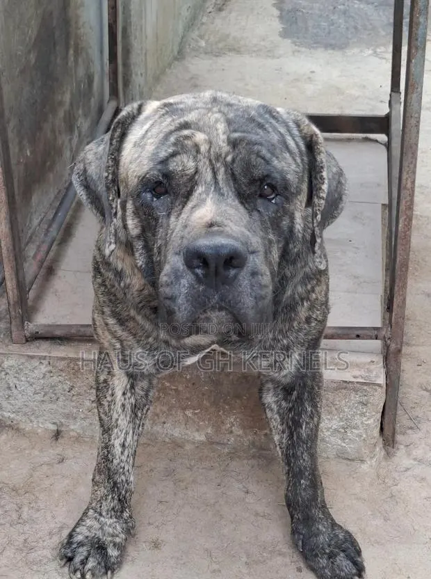 1+ year Male Purebred Boerboel · Photo 1
